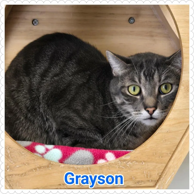Grayson thumbnail 2
