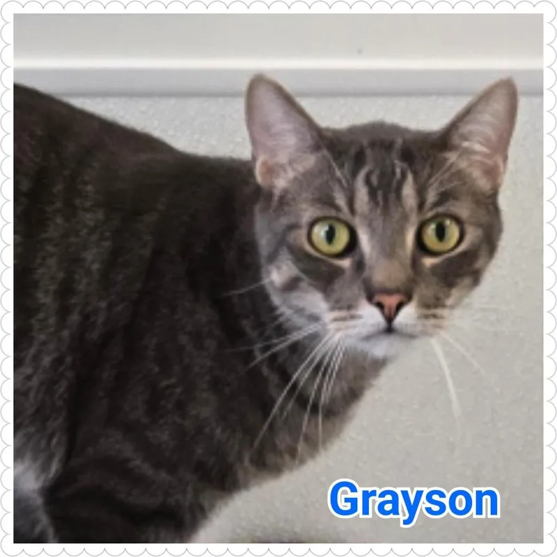 Grayson thumbnail 3