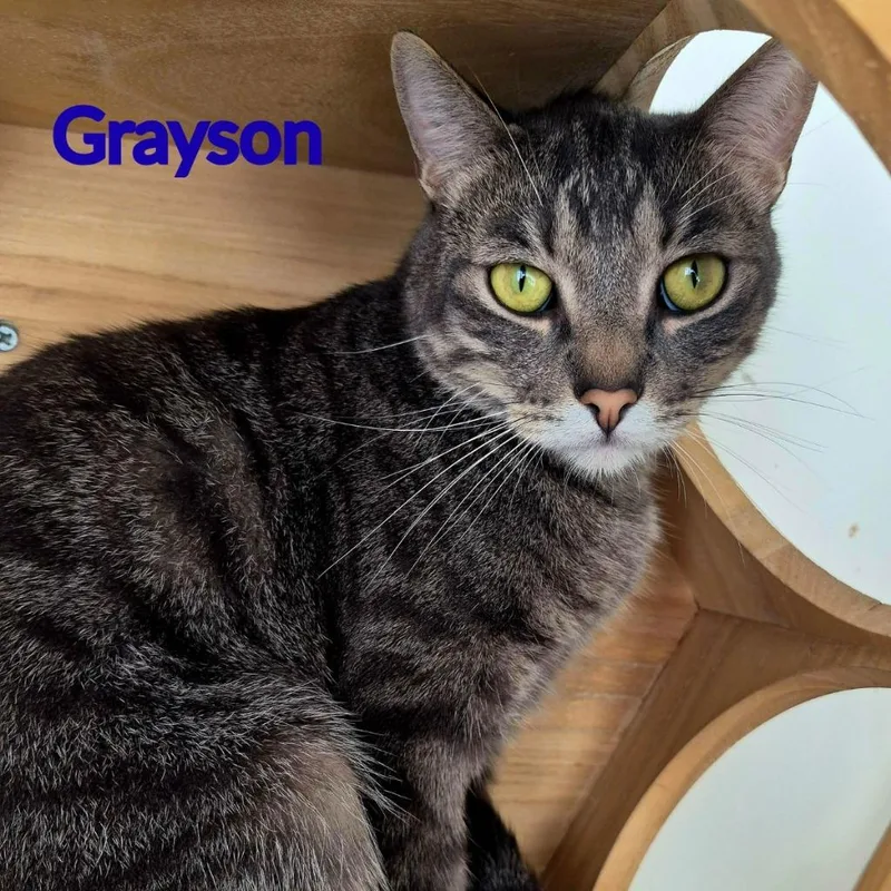 Grayson thumbnail 4