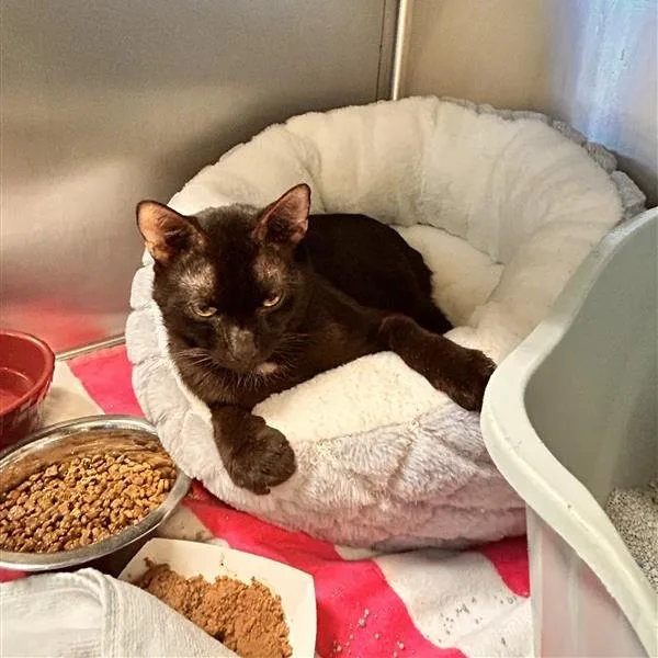 A senior medium-sized male Black Domestic Short Hair cat named Seahawk for adoption in Freeport, FL