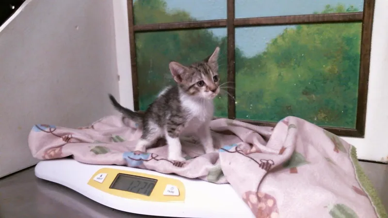 A baby small-sized male Domestic Short Hair cat named Yellow for adoption in Houston, TX
