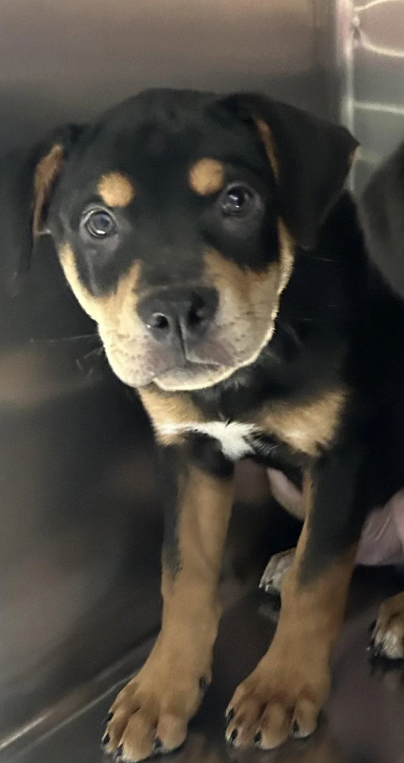 A young medium-sized male Rottweiler dog named Russel  weeks male for adoption in Sterling, MA