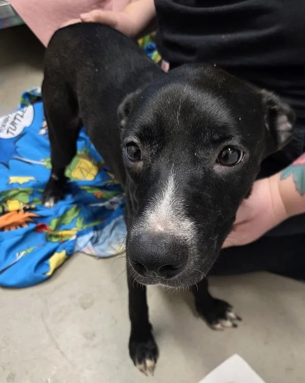 A young medium-sized female Pit Bull Terrier dog named Luna for adoption in El Cajon, CA