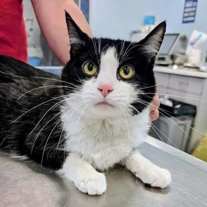 An adult small-sized male Domestic Short Hair cat named Oreo for adoption in Beatrice, NE