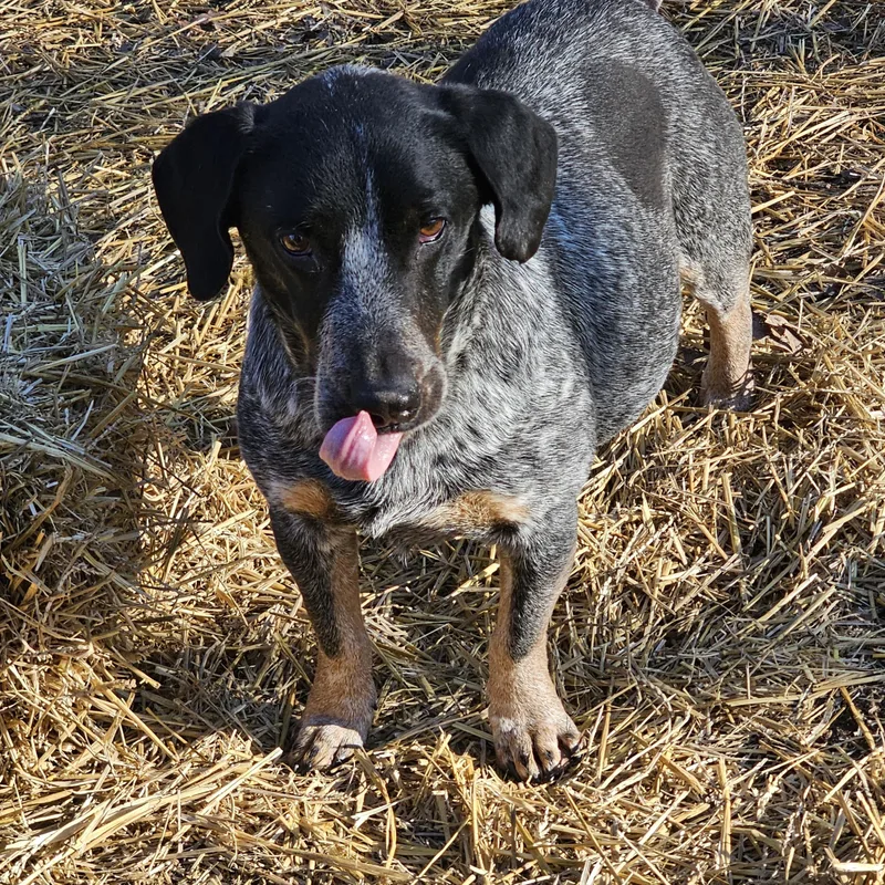 An adult medium-sized male Gray / Blue / Silver Bluetick Coonhound dog named Blue for adoption in Columbia, MO