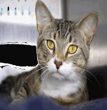 An adult large-sized male Domestic Short Hair cat named Jack for adoption in Largo, FL