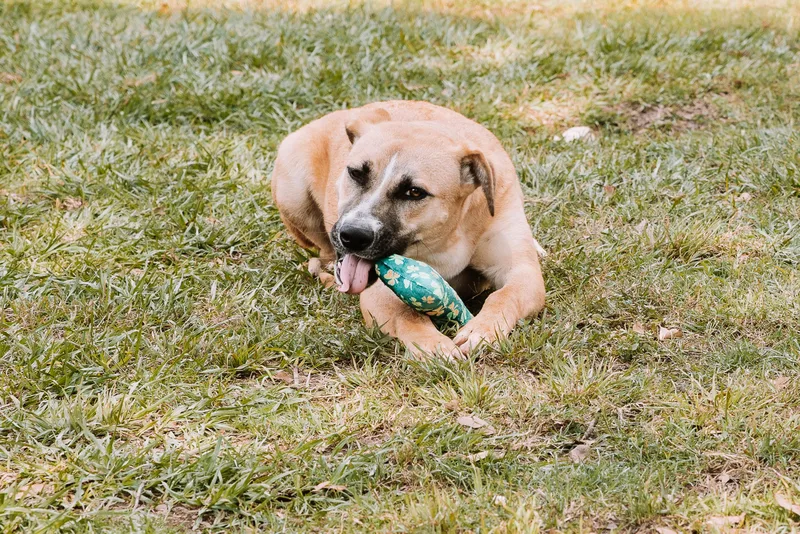A young medium-sized female Tricolor (Brown, Black, & White) Shepherd dog named Baltic for adoption in Tomball, TX