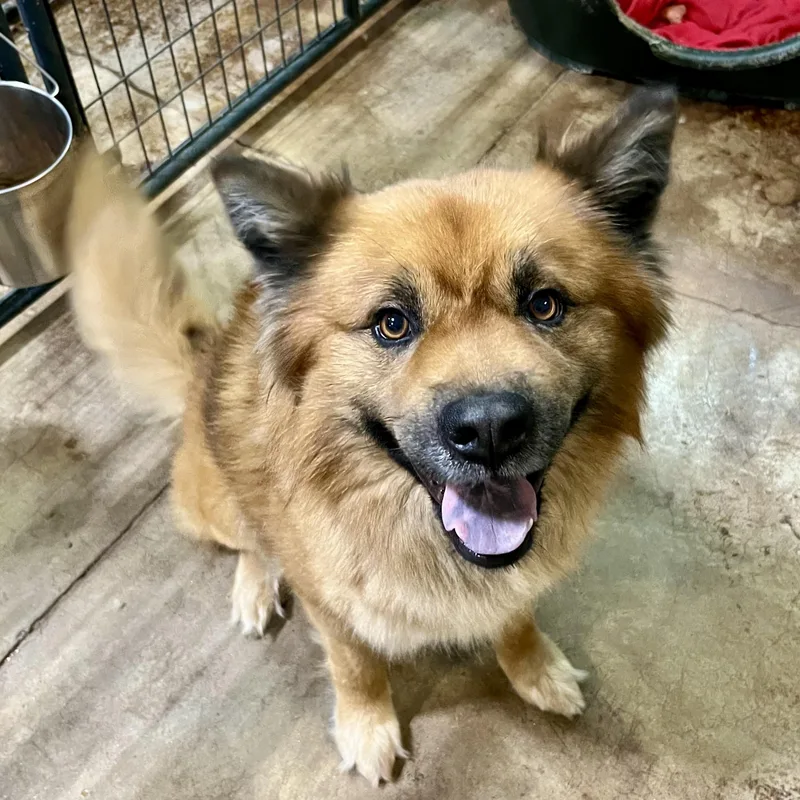 An adult medium-sized male Red / Chestnut / Orange Chow Chow dog named Silas for adoption in Gallatin, TN
