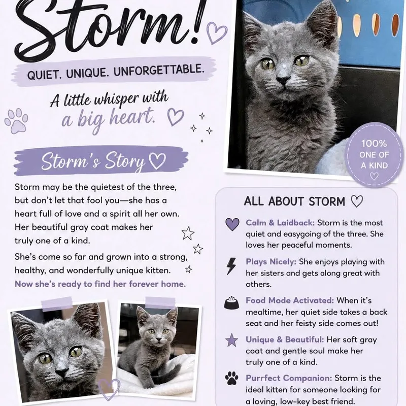 Storm thumbnail 5