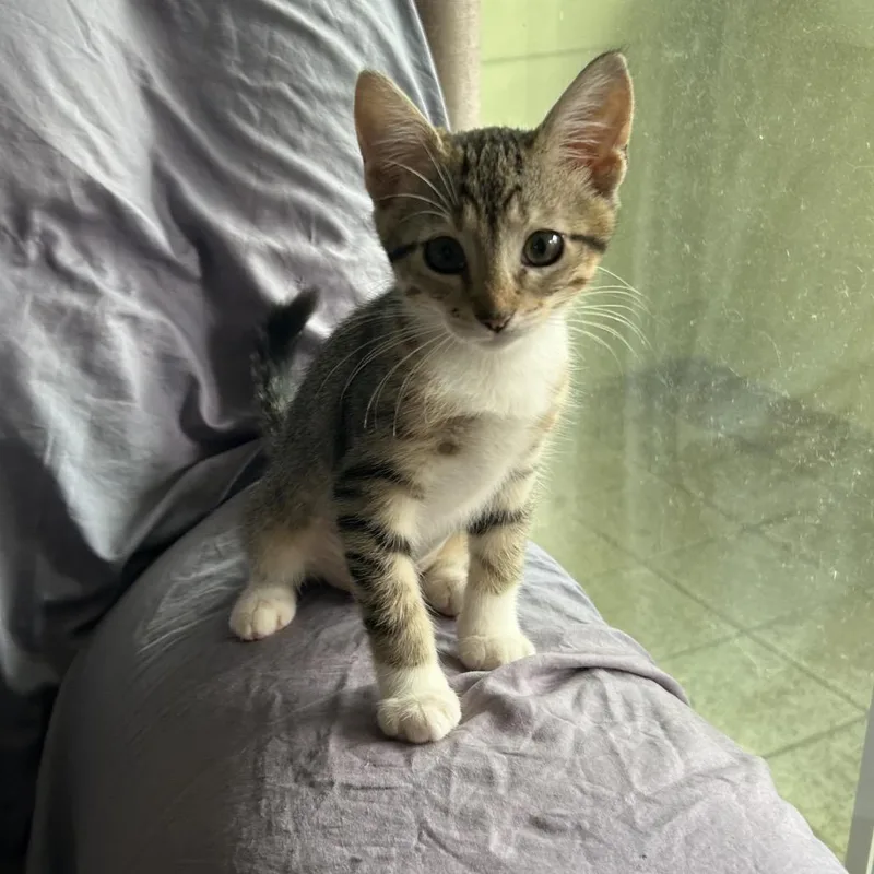 A baby small-sized female Gray / Blue / Silver Domestic Short Hair cat named Sage for adoption in Volcano, HI