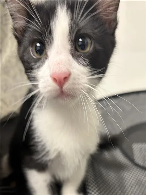 A baby small-sized male Domestic Short Hair cat named Elviro for adoption in Los Angeles, CA