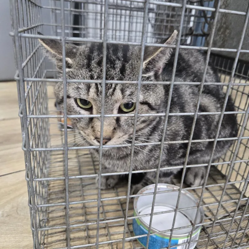 An adult large-sized male Gray / Blue / Silver Domestic Short Hair cat named Ahnjstray for adoption in Newark, NJ