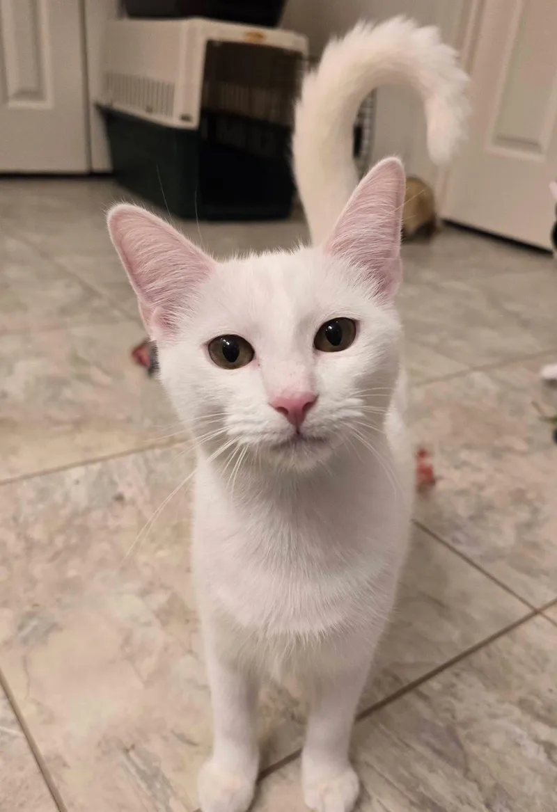 A young medium-sized female White Domestic Short Hair cat named Lima Bean for adoption in Pittsboro, NC