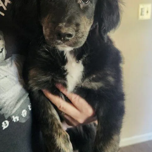 A baby small-sized female Black Golden Retriever dog named Dutchess for adoption in Twin lakes, WI