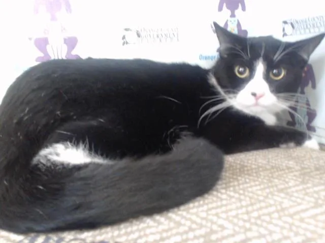 A young small-sized male Domestic Short Hair cat named Ritz for adoption in Orlando, FL
