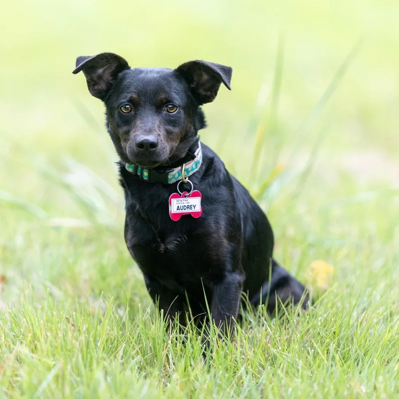 A young small-sized female Black Feist dog named Audrey for adoption in Wake Forest, NC