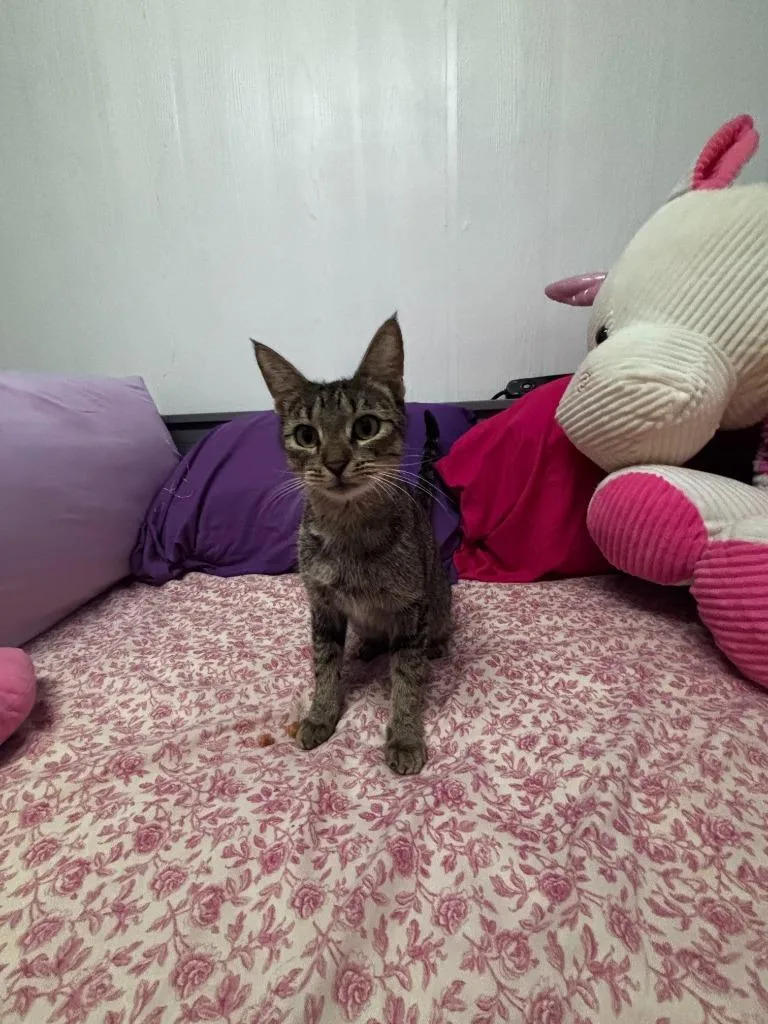 A young medium-sized female Domestic Short Hair cat named Teresa for adoption in Luling, TX
