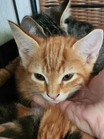 A baby small-sized male Domestic Short Hair cat named Bernard for adoption in West Chester, PA