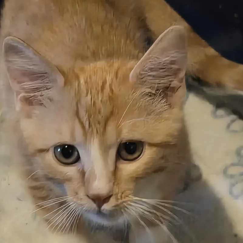 A baby medium-sized female Domestic Short Hair cat named Miss Colonal Mustard for adoption in Greeley, CO