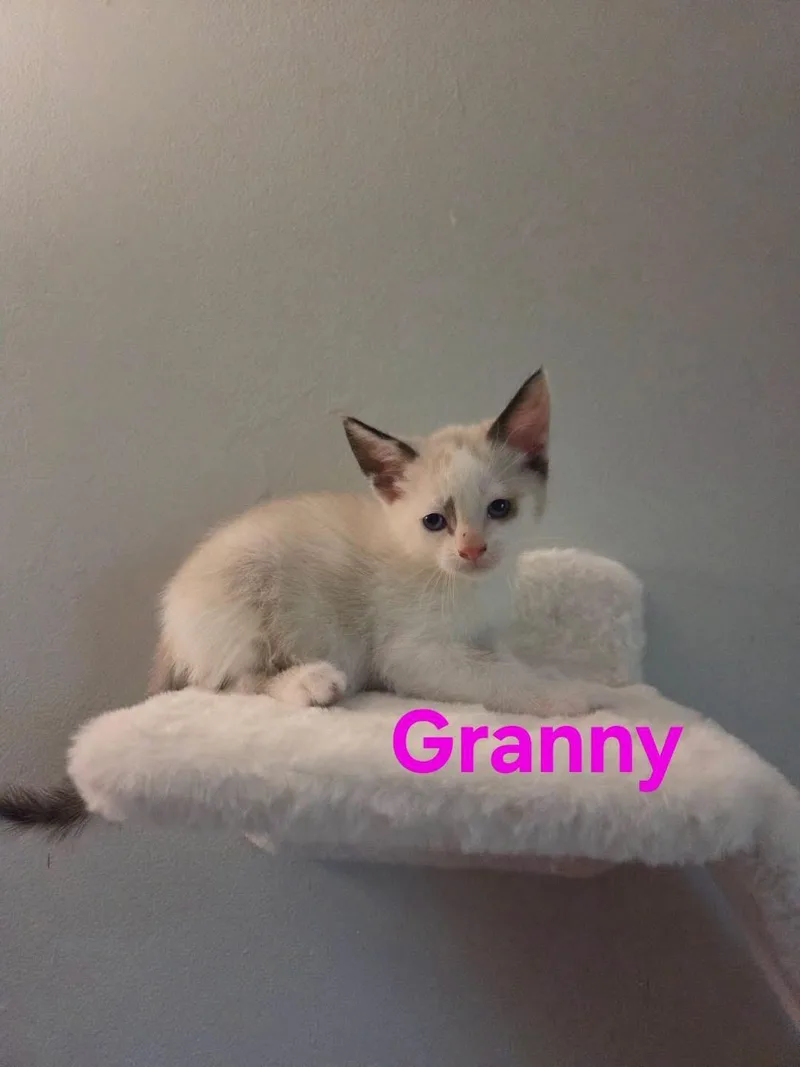 A baby medium-sized female Black Siamese cat named Granny for adoption in Muncie, IN