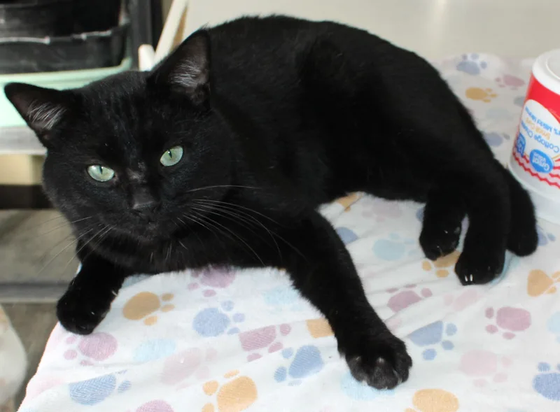 Mr. Gabs thumbnail 2