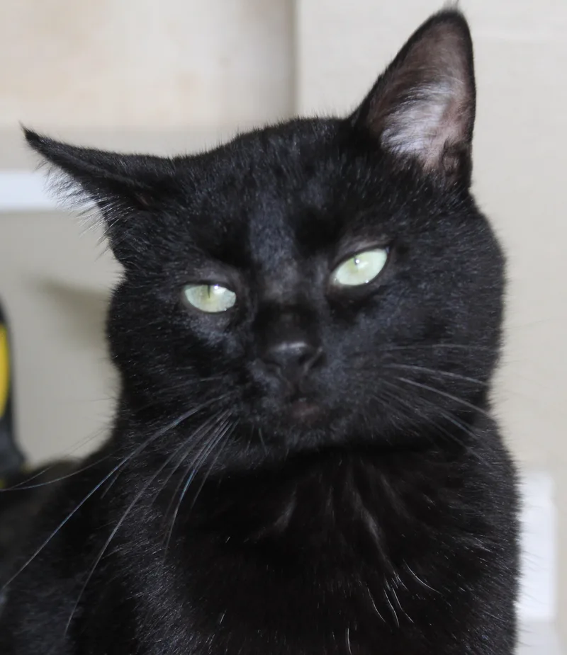 Mr. Gabs thumbnail 4