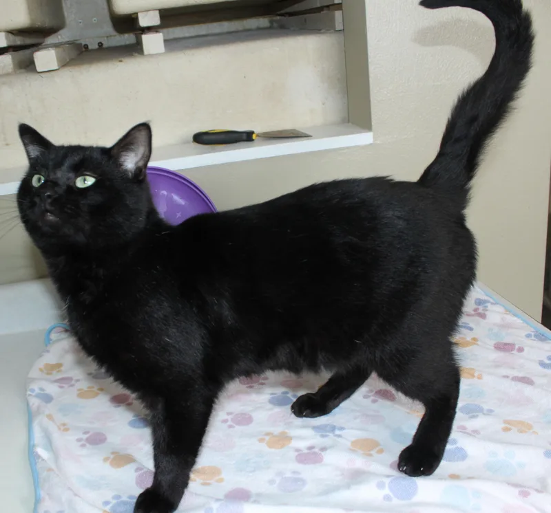 Mr. Gabs thumbnail 5