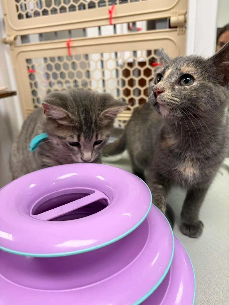 A baby medium-sized female Dilute Tortoiseshell cat named Molly Yeh for adoption in Thurmont, MD