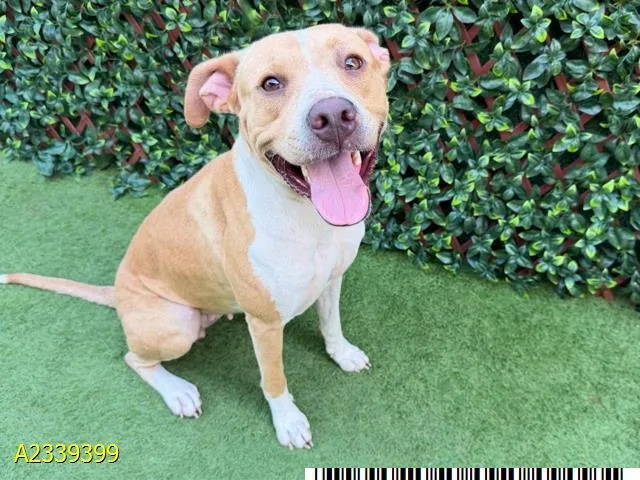 A young medium-sized female Mixed Breed dog named Honey for adoption in West Palm Beach, FL