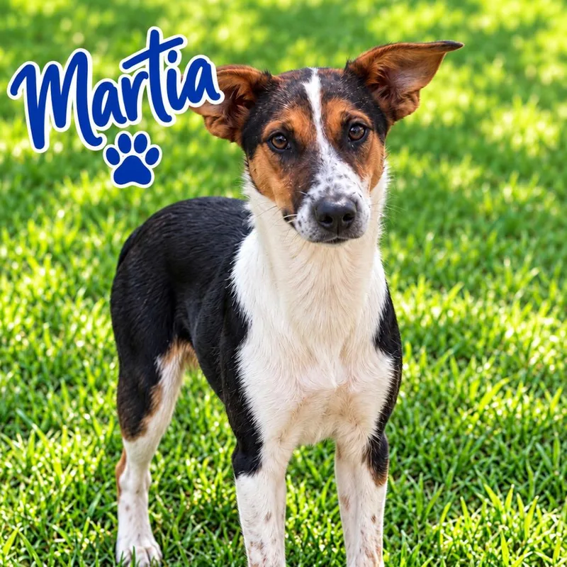 A young medium-sized female Black Cattle Dog named Martia for adoption in Hohenwald, TN