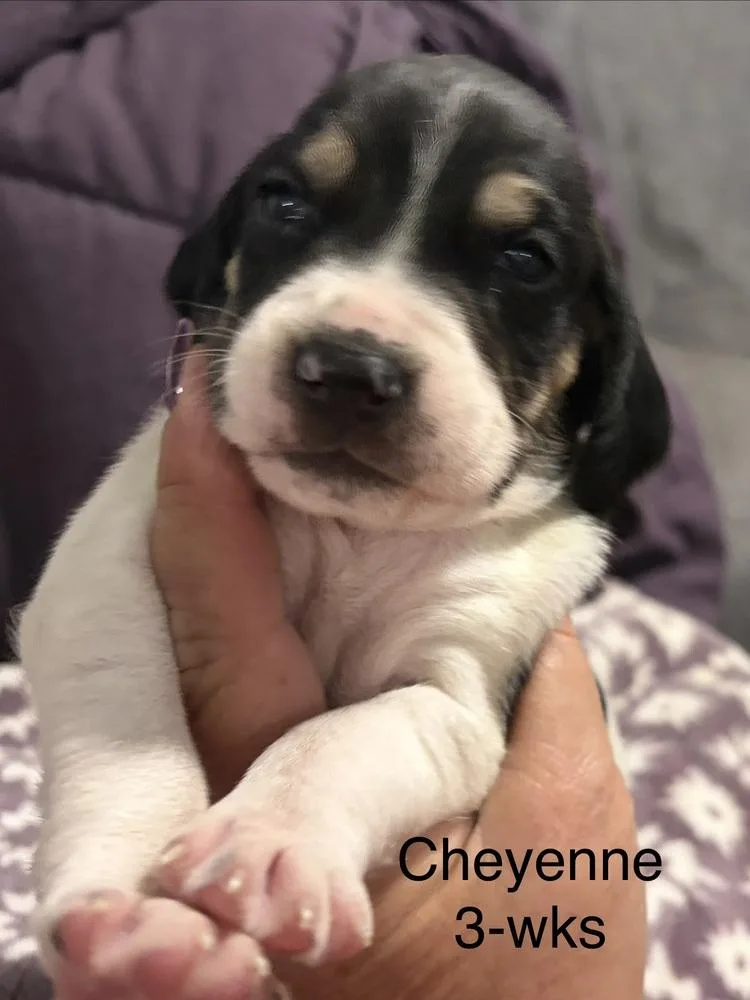 Cheyenne