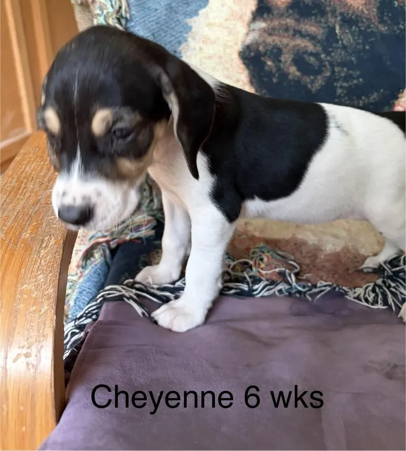 Cheyenne thumbnail 4