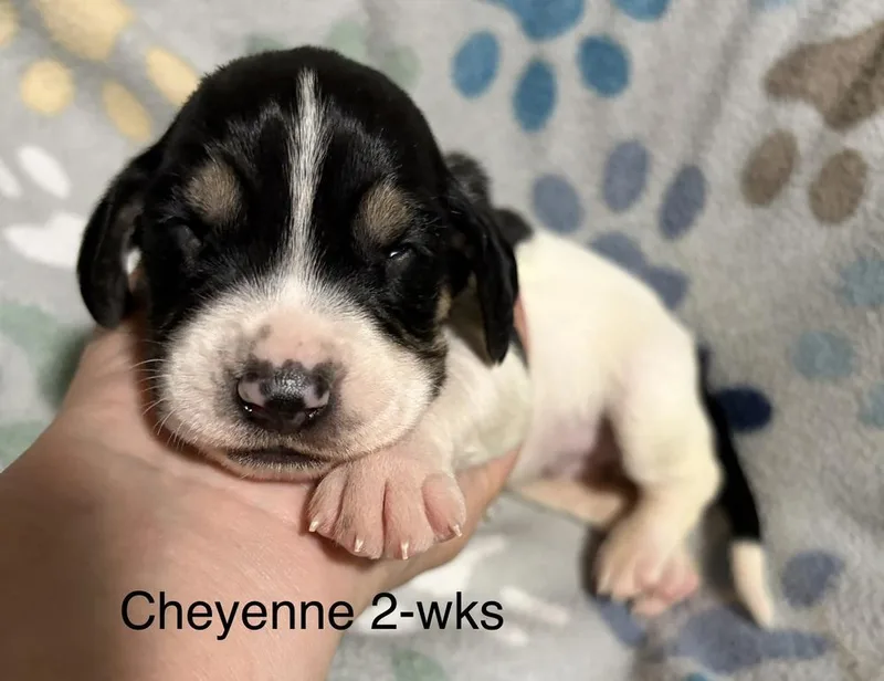 Cheyenne thumbnail 5