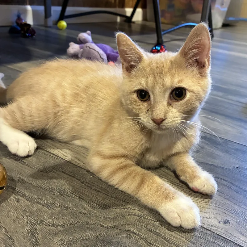 A young medium-sized male Orange / Red Domestic Short Hair cat named Phillip for adoption in Germansville, PA