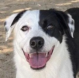 A young medium-sized female Hound dog named Tilly for adoption in Carrollton, GA