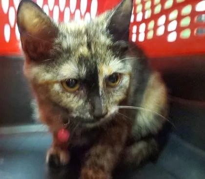 A young large-sized female Domestic Short Hair cat named Cha Cha for adoption in Kansas City, MO