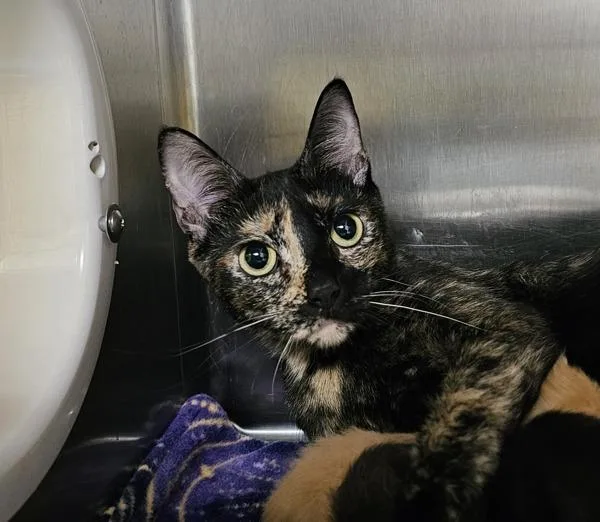 A young medium-sized female Domestic Short Hair cat named Evelyn for adoption in Silverdale, WA