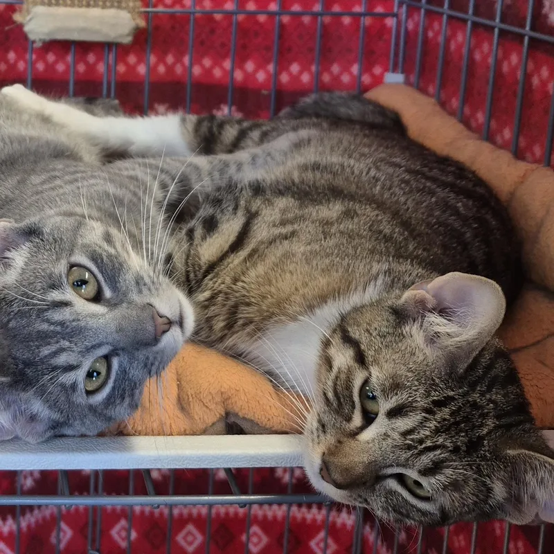 A baby medium-sized female Tabby (Buff / Tan / Fawn) Tabby cat named Bootsie for adoption in Raritan, NJ