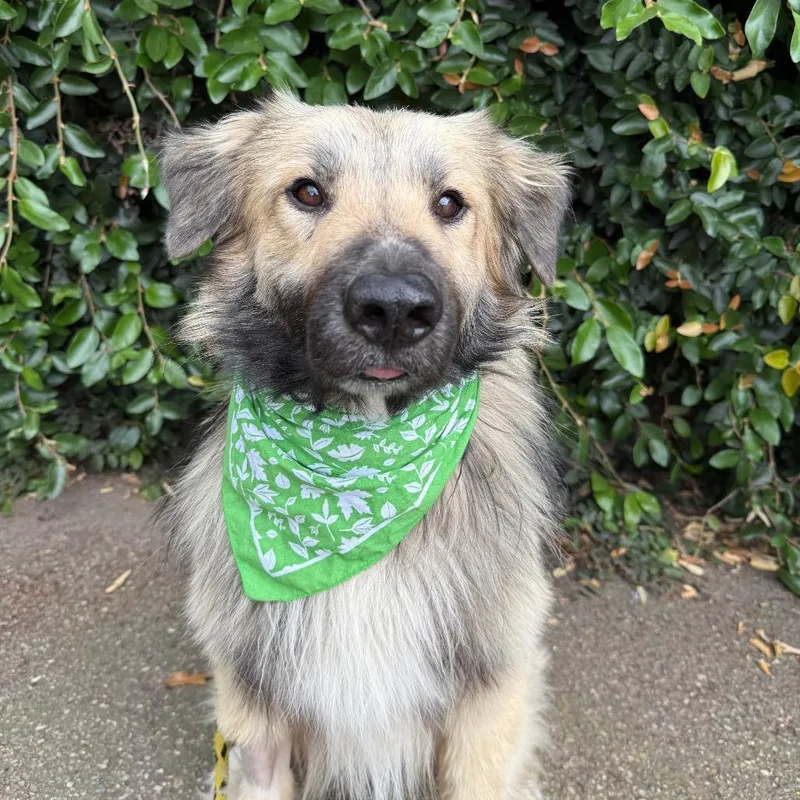An adult medium-sized male Yellow / Tan / Blond / Fawn Australian Shepherd dog named Wooly for adoption in Santa Barbara, CA