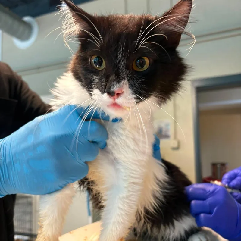 A young medium-sized male Black Domestic Short Hair cat named Five Oh for adoption in Huntington, WV