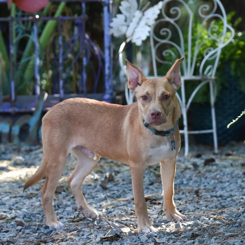 An adult medium-sized male Yellow / Tan / Blond / Fawn Carolina Dog dog named Nick for adoption in Wake Forest, NC