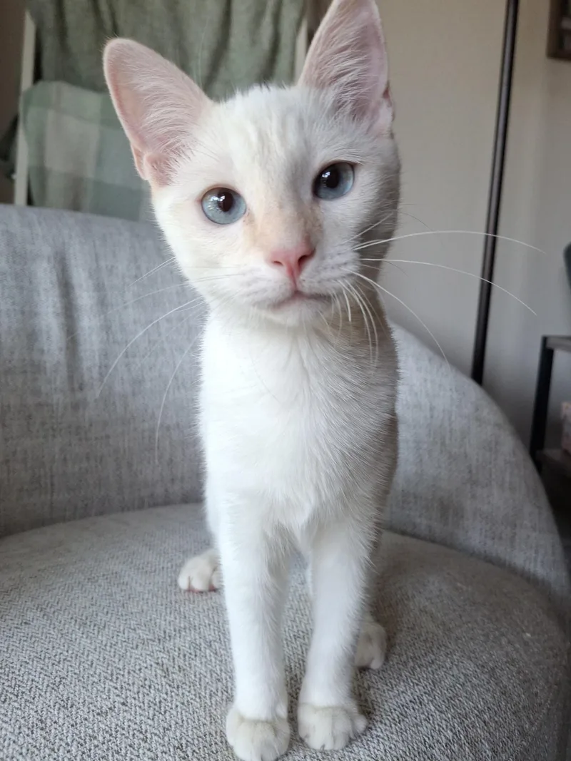 A baby medium-sized male Siamese cat named Hoth for adoption in Yorba Linda, CA