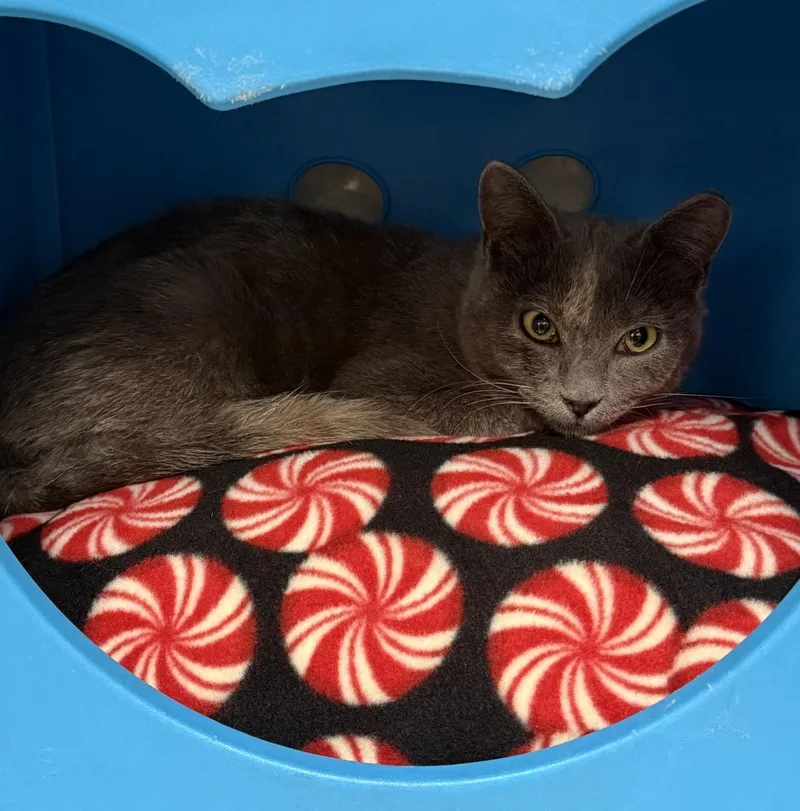 Theresa Linde thumbnail 2