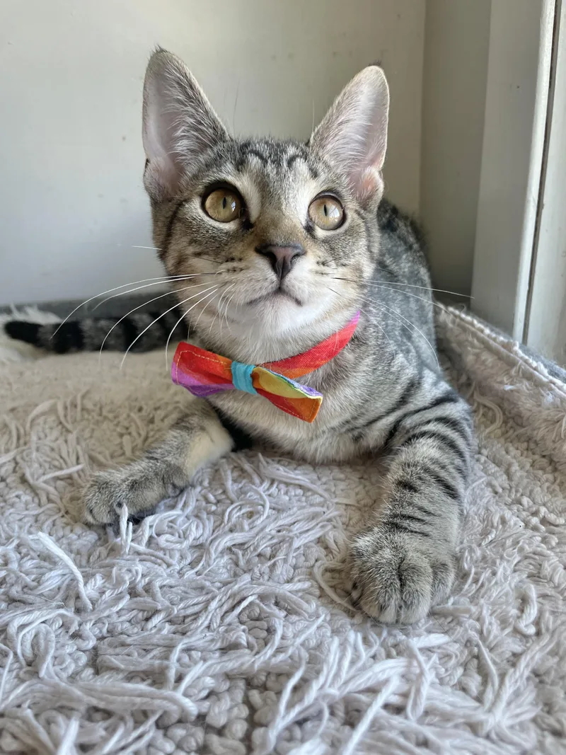 A baby small-sized male Tabby (Brown / Chocolate) Domestic Short Hair cat named Lucas for adoption in Bayside, NY
