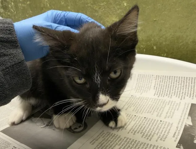 A baby small-sized female Domestic Short Hair cat named Rumi for adoption in Riverside, CA