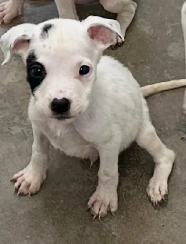 A baby small-sized male Mixed Breed dog named Custard for adoption in Jonesboro, AR