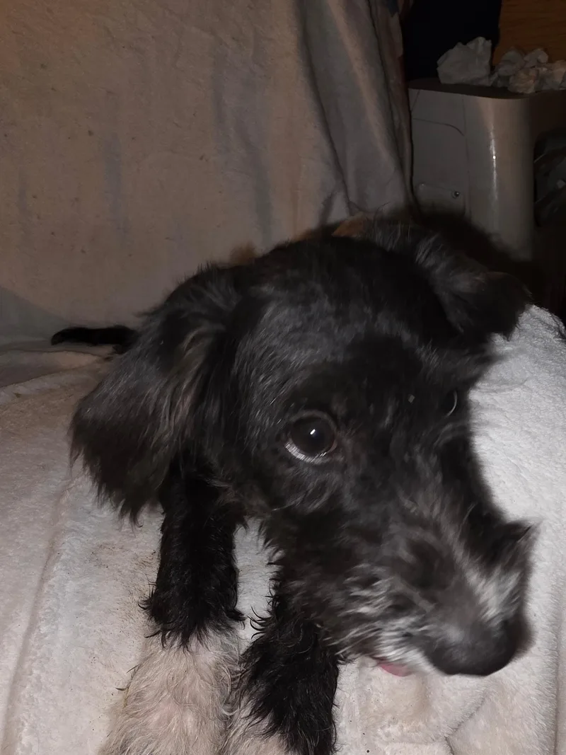 A baby medium-sized male Bicolor Schnoodle dog named Rocket for adoption in Carnegie, OK