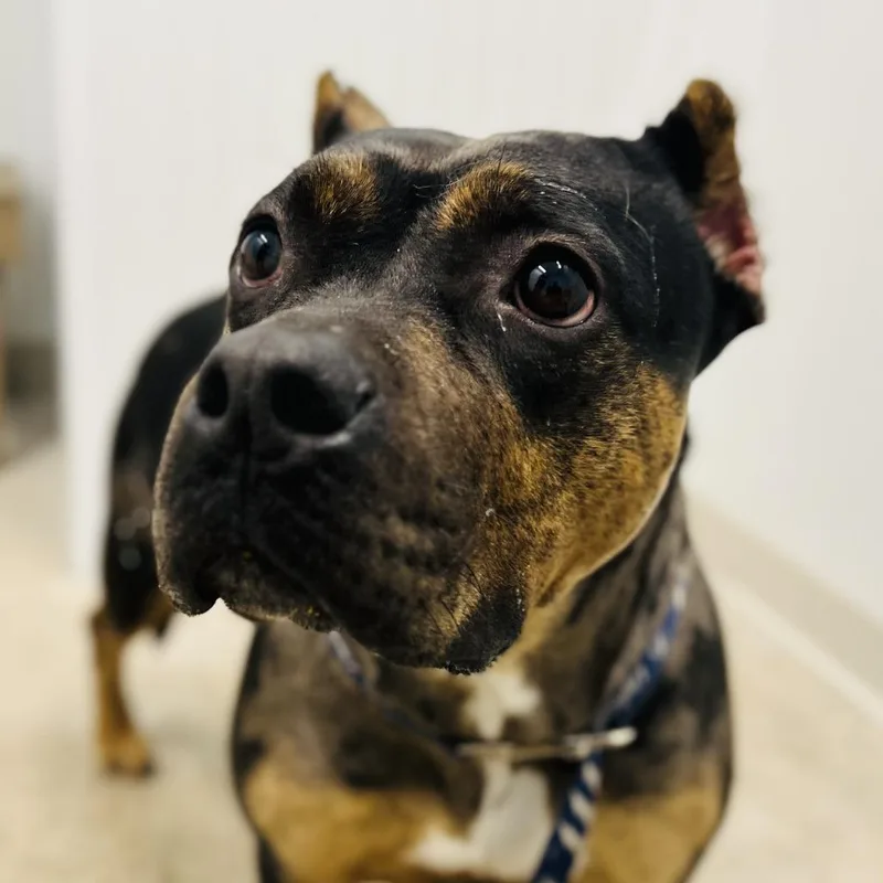 An adult large-sized female Black Mixed Breed dog named Reese for adoption in Tampa, FL