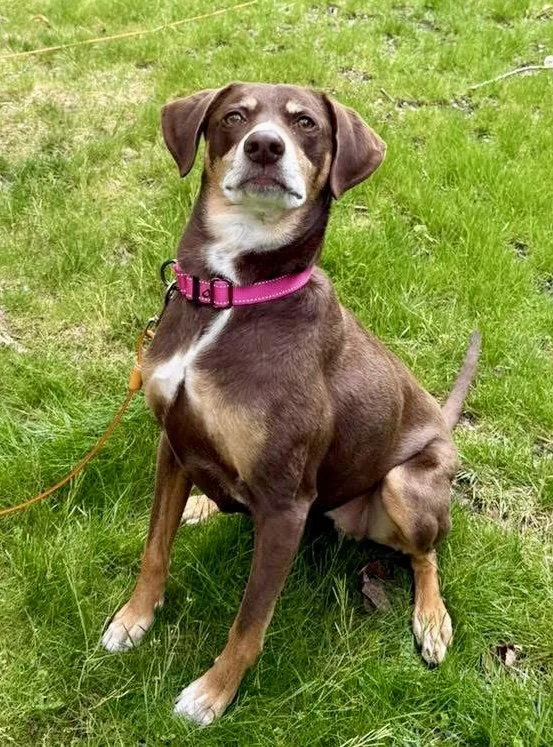 A young large-sized female Beagle dog named Fallon for adoption in Holbrook, NY
