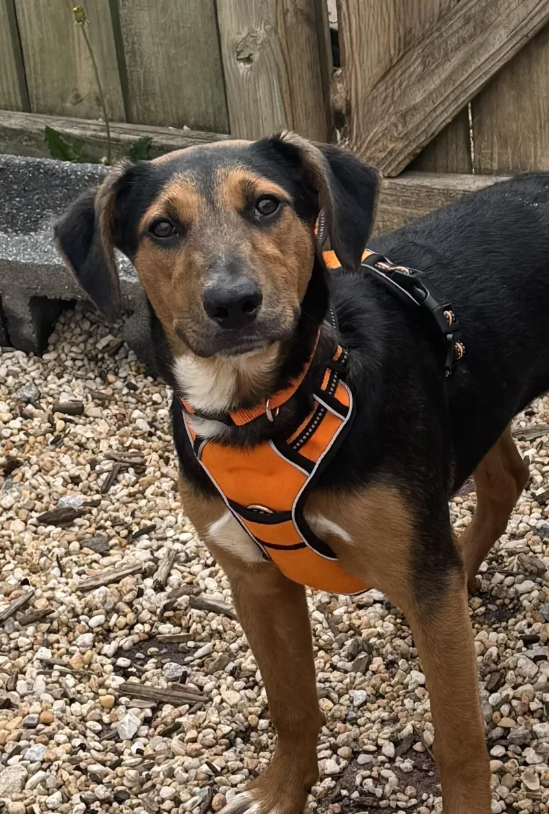 A baby medium-sized female Hound dog named Sadie for adoption in Ellicott City, MD
